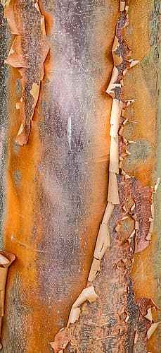 USA- Washington State. Bellevue Botanical garden and tree bark Art Print